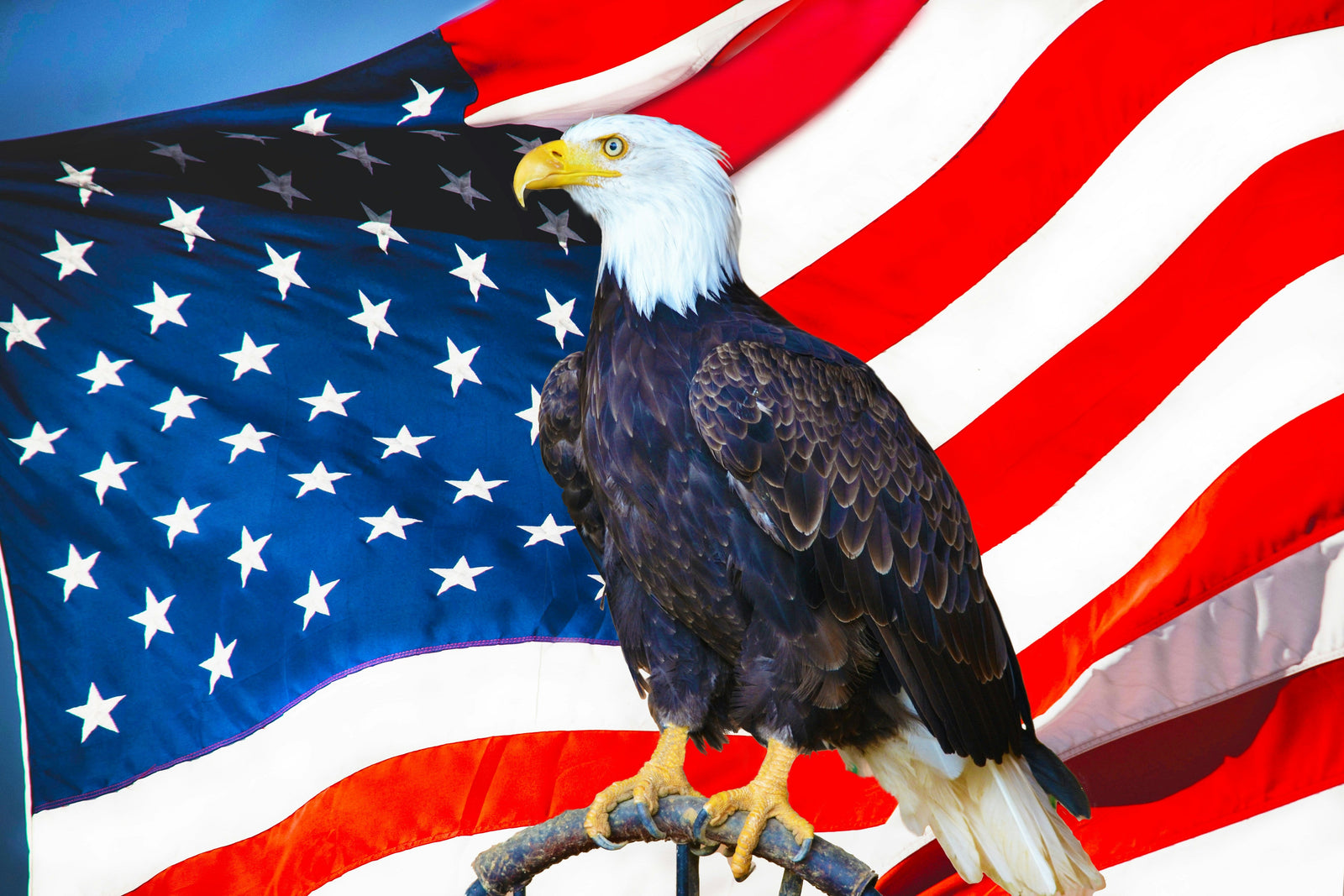 An eagle standing in front of the American flag