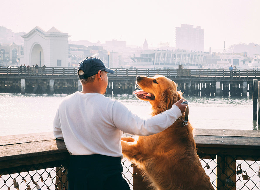 Do You Leave Lights On for Your Dog?