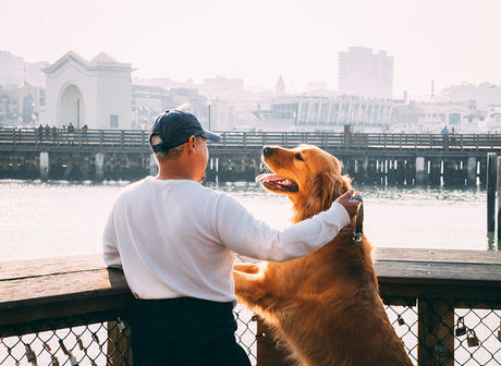 Do You Leave Lights On for Your Dog?